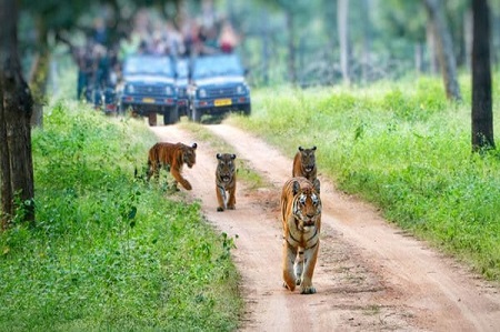 Kali Tiger Reserve